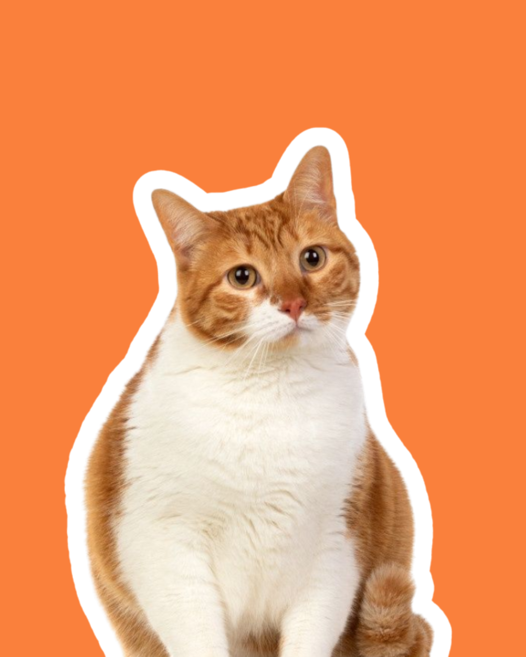 Gatos Castrados